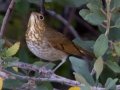 Swainson's Thrush