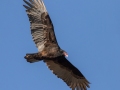 Turkey Vulture - Haynes Bottom WMA, Montgomery County, December 22, 2020