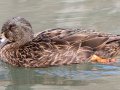 Mallard (Domestic type, female) - Dunbar Cave State Park, Clarksville, Montgomery County, December 6, 2020