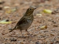 Swainson's Thrush - Land Between the Lakes - Gray's Landing, Dover, Stewart County, October 23, 2020