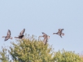 Greater White-fronted Geese, Tennessee NWR--Swamp Creek Road, Henry County, October 31, 2020