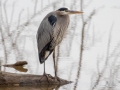 Great Blue Heron - Pond Overlook -3201 Lake Rd, Woodlawn , Montgomery County, December 19, 2020