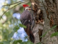 Pileated Woodpecker - Radnor State Park, Nashville, Davidson County, Sept. 19, 2020