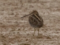 Wilson's Snipe - Pond Overlook -3201 Lake Rd, Woodlawn, Montgomery County, November 22, 2020