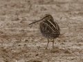 Wilson's Snipe - Pond Overlook -3201 Lake Rd, Woodlawn, Montgomery County, November 22, 2020