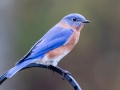 Eastern Bluebird (male) - Yard Birds, Clarksville, Montgomery County, October 28, 2020