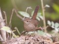 House Wren - Lake Barkley WMA, Dover,  Stewart County, October 11, 2020