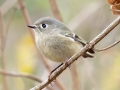 Ruby-crowned Kinglet - Pond Overlook -3201 Lake Rd, Woodlawn , Montgomery County, December 19, 2020