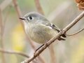 Ruby-crowned Kinglet - Pond Overlook -3201 Lake Rd, Woodlawn , Montgomery County, December 19, 2020