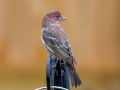 House Finch (male) - Montgomery County Yard Bird, October 10, 2020