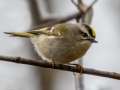 Golden-crowned Kinglet - Pond Overlook -3201 Lake Rd, Woodlawn , Montgomery County, December 19, 2020