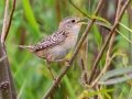 Sedge Wren - Springfield Inn Swamp Area, Robertson County, August 31, 2020