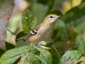 Bay-breasted Warbler - Lake Barkley WMA, Dover,  Stewart County, October 6, 2020