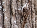 Brown Creeper - Pond Overlook -3201 Lake Rd, Woodlawn , Montgomery County, December 19, 2020