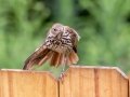 Brown Thrasher (juvenile) - Montgomery County Yard Bird, Aug 12, 2020