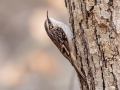 Brown Creeper - Pond Overlook -3201 Lake Rd, Woodlawn , Montgomery County, December 19, 2020