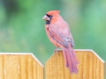 Northern Cardinal (male) - Montgomery County Yard Bird, October 10, 2020