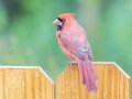 Northern Cardinal (male) - Montgomery County Yard Bird, October 10, 2020