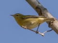 Tennessee Warbler  - Lake Barkley WMA, Dover,  Stewart County, October 6, 2020