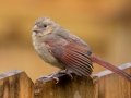 Northern Cardinal (female) - Montgomery County Yard Bird, October 10, 2020