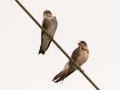 Northern Rough-winged  Swallow (left); Barn Swallow (right) - Youngville Rd near Turns Rd, Robertson County, August 30, 2020