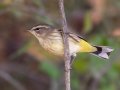 Palm Warbler - Lake Barkley WMA, Dover,  Stewart County, October 13, 2020