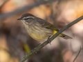 Palm Warbler - Lake Barkley WMA, Dover,  Stewart County, October 13, 2020