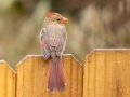 Northern Cardinal (female) - Montgomery County Yard Bird, October 10, 2020