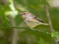 Yellow-rumped Warbler (Myrtle) - Lake Barkley WMA, Dover,  Stewart County, October 1, 2020