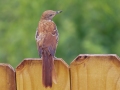 Brown Thrasher (juvenile) - Montgomery County Yard Bird, Aug 12, 2020