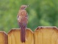 Brown Thrasher (juvenile) - Montgomery County Yard Bird, Aug 12, 2020