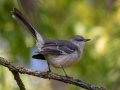 Northern Mockingbird - Gray's Landing, Dover, Stewart County, October 20, 2020