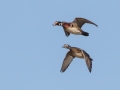 Wood Ducks (male and female) - Pond Overlook -3201 Lake Rd, Woodlawn, Montgomery County, December 21, 2020