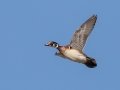 Wood Duck (male) - Pond Overlook -3201 Lake Rd, Woodlawn, Montgomery County, December 21, 2020