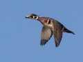 Wood Duck (male) - Pond Overlook -3201 Lake Rd, Woodlawn, Montgomery County, December 21, 2020