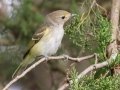 White-eyed Vireo (juvenile) - Cross Creeks NWR - Headquarters, Stewart County, August 31, 2020