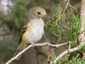 White-eyed Vireo (juvenile) - Cross Creeks NWR - Headquarters, Stewart County, August 31, 2020