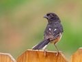 Eastern Towhee (male) - Montgomery County Yard Bird, Aug 12, 2020