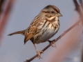 Song Sparrow - Pond Overlook -3201 Lake Rd, Woodlawn , Montgomery County, December 21, 2020