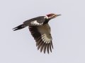 Pileated Woodpecker - Shelton Ferry WMA, Montgomery County, November 5, 2020