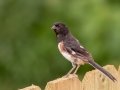 Eastern Towhee (male) - Montgomery County Yard Bird, Aug 12, 2020