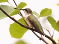 Ruby-throated Hummingbird (female) - Cross Creeks NWR - Headquarters, Stewart County, August 31, 2020