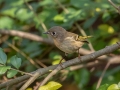 Ruby-crowned Kinglet - Gray's Landing, Dover, Stewart County, October 20, 2020