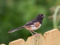 Eastern Towhee (male) - Montgomery County Yard Bird, Aug 12, 2020