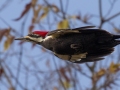 Pileated Woodpecker - Shelton Ferry WMA, Montgomery County, November 5, 2020