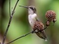 Ruby-throated Hummingbird - Cross Creeks NWR - Headquarters, Stewart County, August 31, 2020