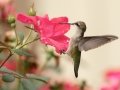 Ruby-throated Hummingbird (female) - Cross Creeks NWR - Headquarters, Stewart County, August 31, 2020