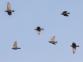 European Starlings - Shelton Ferry WMA, Montgomery County, November 5, 2020