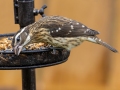 Rose-breasted Grosbeak - Montgomery County Yard Bird, October 10, 2020