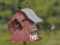 Purple Martins (active martin house colony) - Robertson County, Private Residence, July 10, 2020